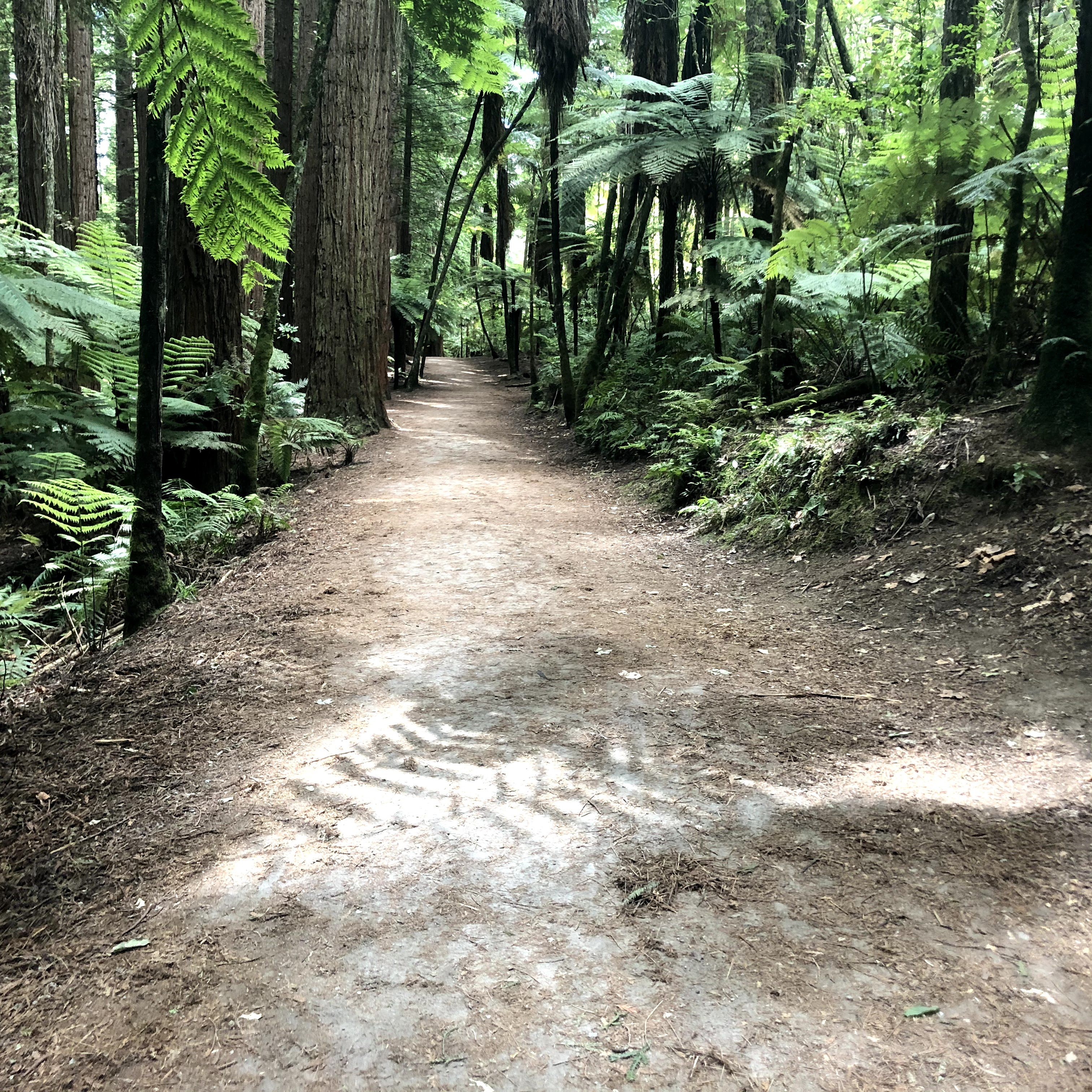 Photograph of the Rotorua redwood forest. Taken on our visit there on 9 January 2020.